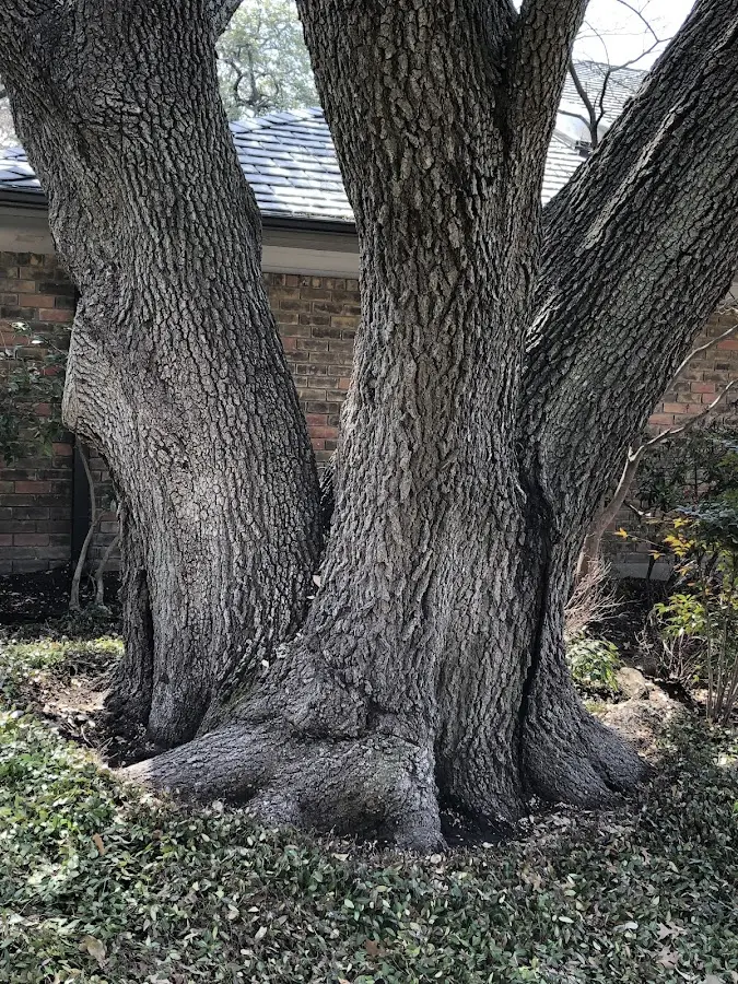 Mature heritage tree close to a Mermentau property cared for by certified arborists